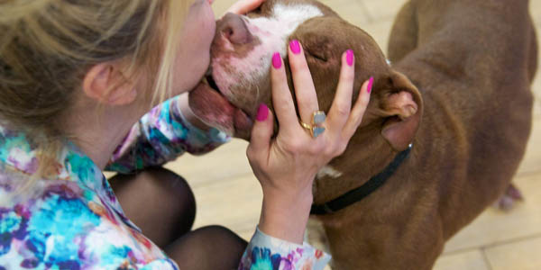 Gideon, il Pit Bull abbandonato che ritorna a fidarsi dell'uomo