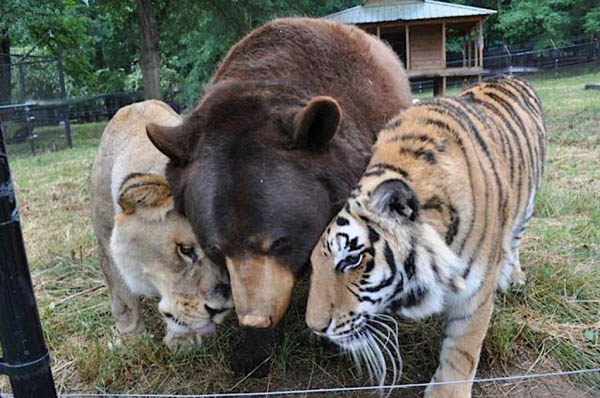L'insolita amicizia tra un leone, un orso e una tigre