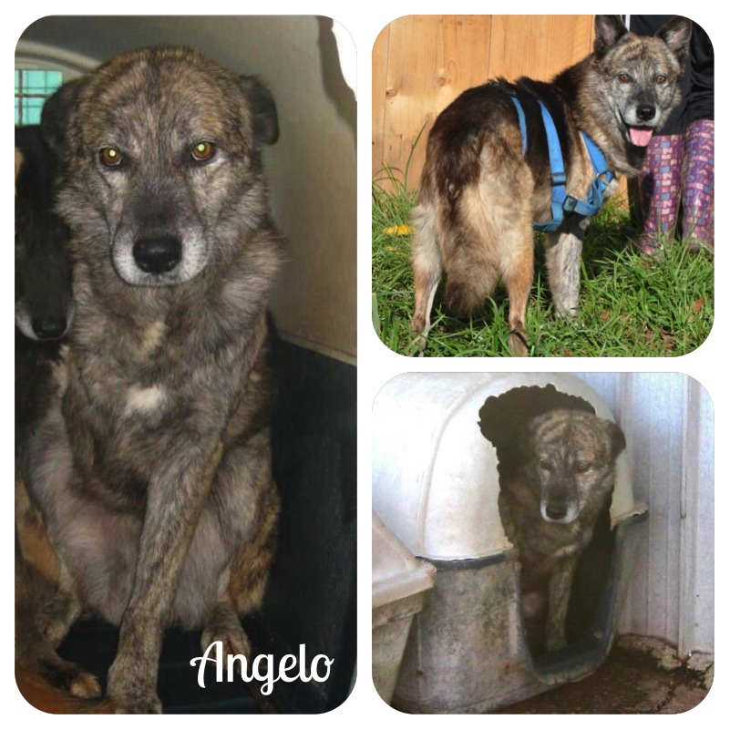 Adozione cane: Angelo, tripode randagio