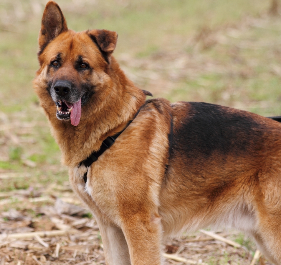 Adozione cane: Dunkan derivato pastore tedesco