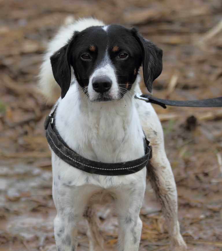 Adozione cane: Rupert cerca casa