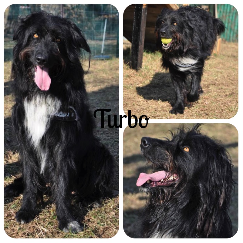 Adozione cane: Turbo, incrocio Border Collie