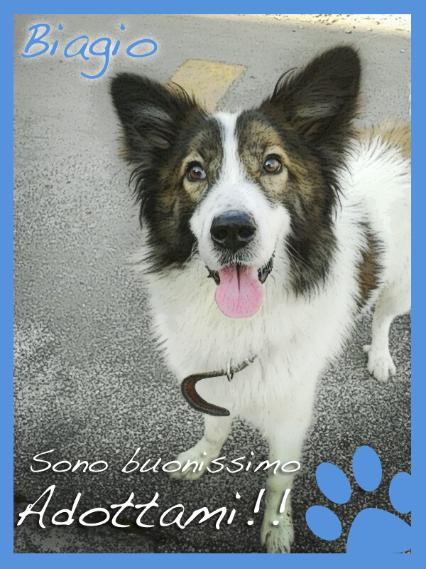 Adozione cane: Biagio, incrocio Border Collie