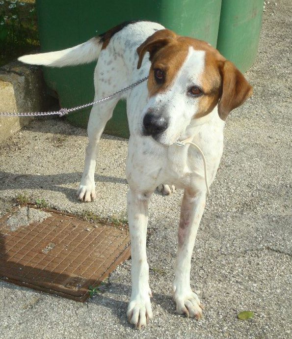 Adozione cane: Brio, ex cane di quartiere