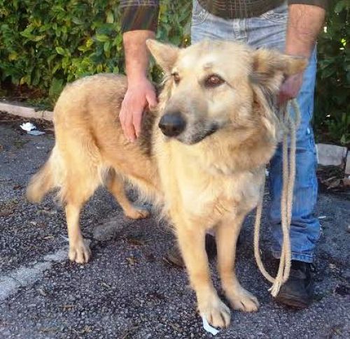 Adozione cane: Filomena, dolcissima Lupa