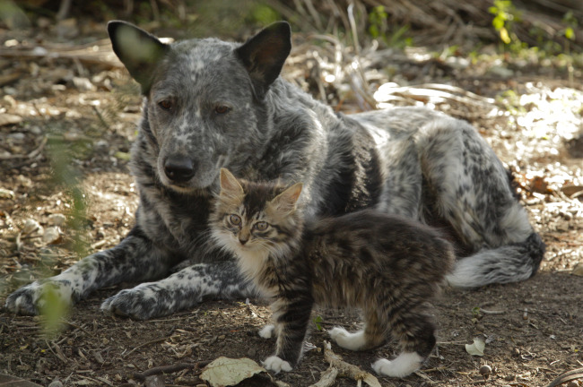 Max e Ralphee: l'amicizia tra il cane e il gattino disabile