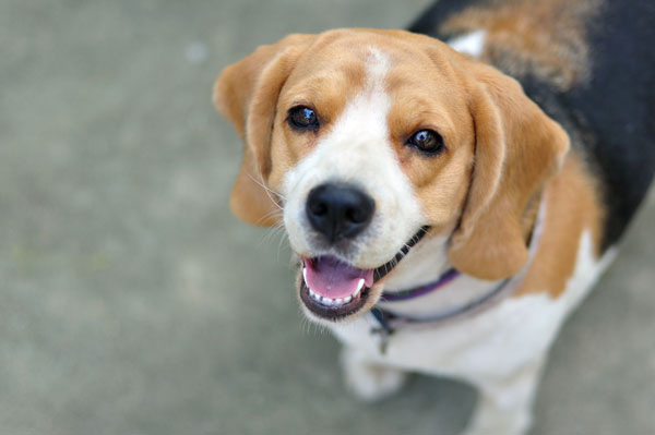 beagle_spaventato