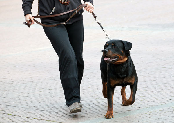 Cane che si avventa verso altri cani: come portarlo a spasso?