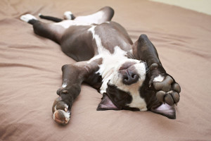 cane-sale-sul-letto