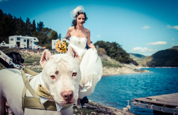 Wedding Dog Sitter: matrimoni a otto zampe