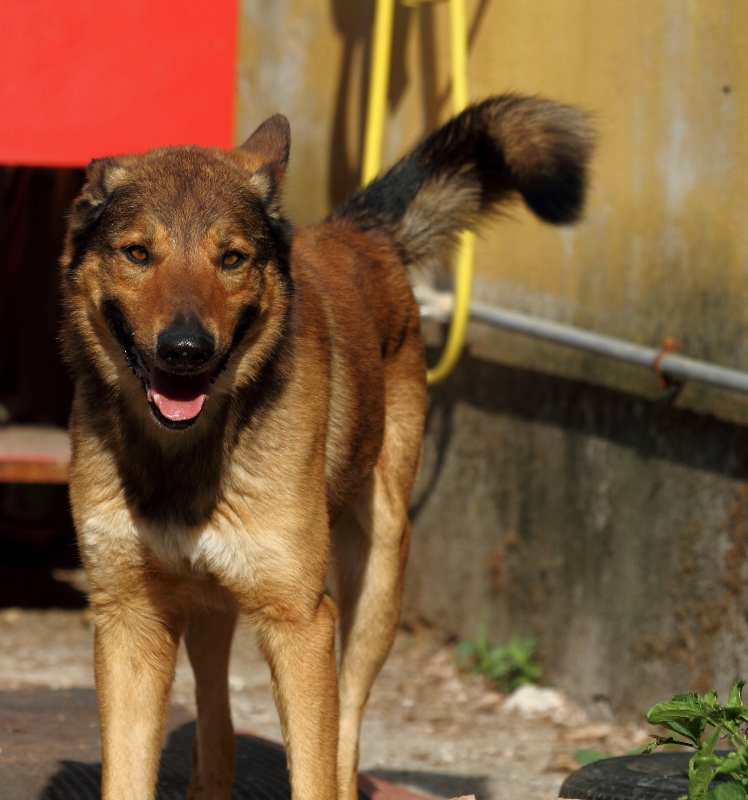 Adozione cane: Red, lupoide in cerca di casa