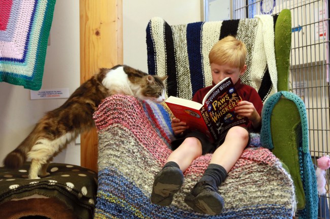 I bambini di Winkfield leggono le favole ai cani e i gatti in attesa di adozione