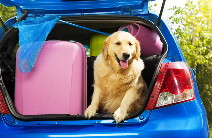 In viaggio con cane e gatto