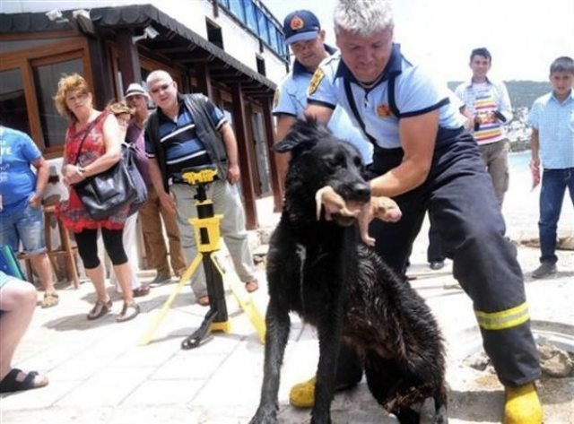 salvataggio cuccioli