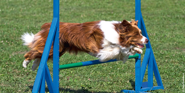 foto-agility