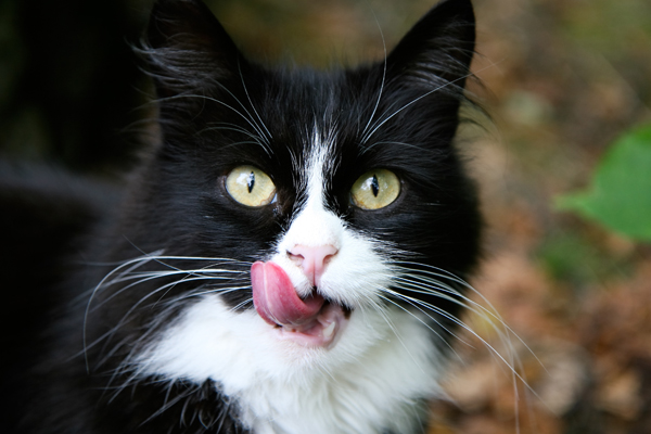 I 7 cibi che il tuo gatto non dovrebbe mai mangiare