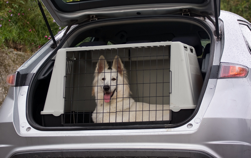 Abituare il cane al kennel e alla museruola