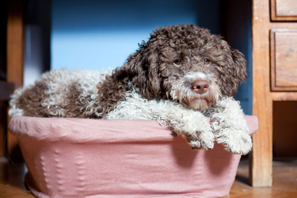 lagotto-con-lipoma