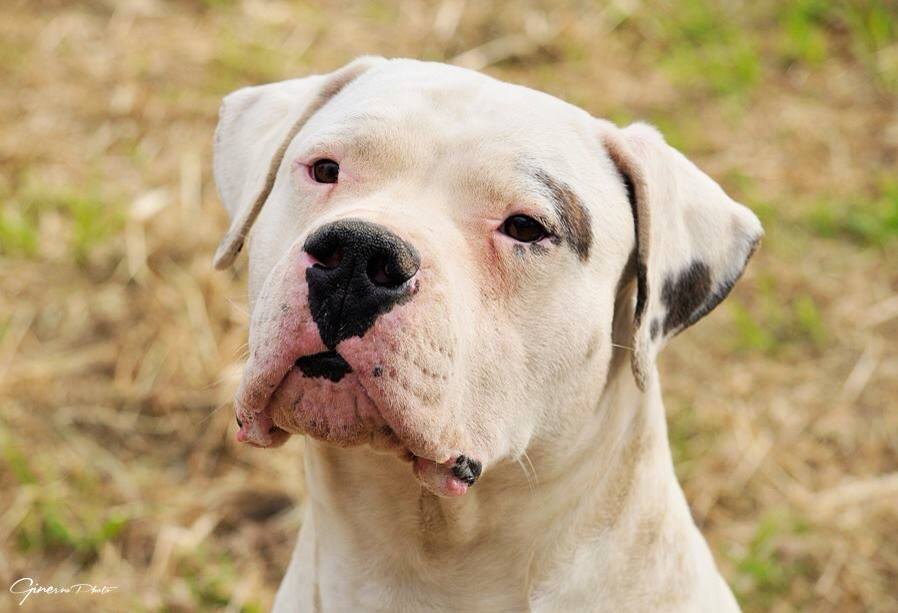 Adozione cane: Tuc, Dogo Argentino