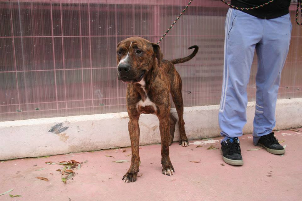 Adozione cane: Spay, Pitbull