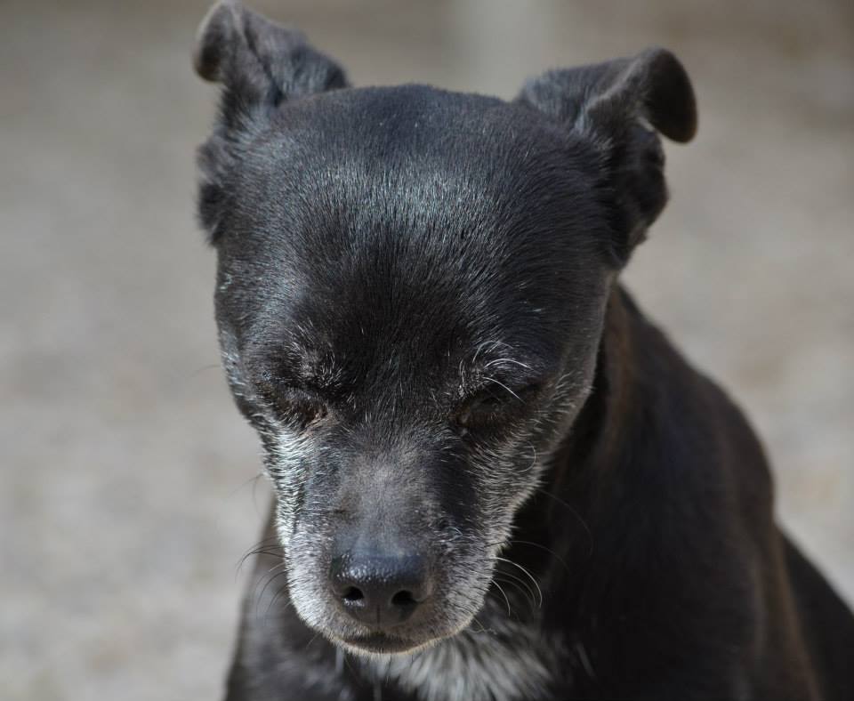 Adozione cane: Jako