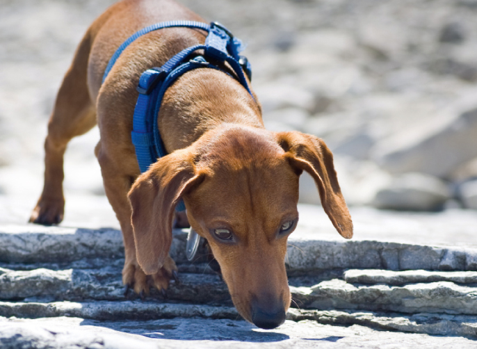 La ricerca olfattiva è fondamentale per i nostri cani