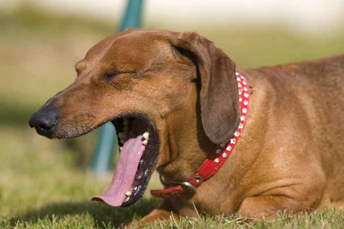 Come interpretare il linguaggio del nostro cane: lo sbadiglio