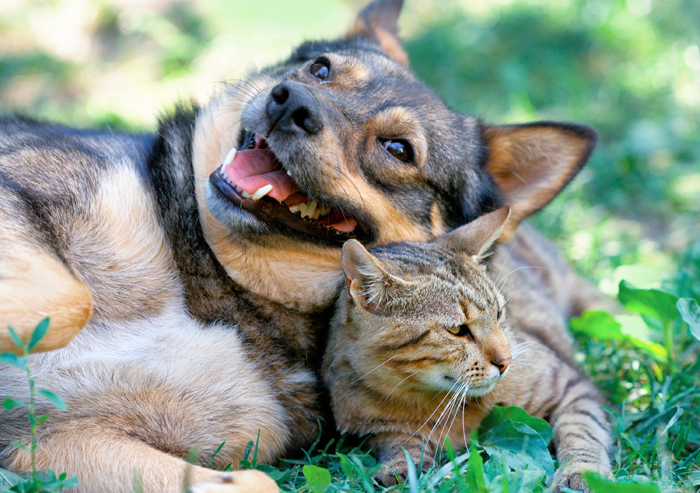 Cani e gatti in estate