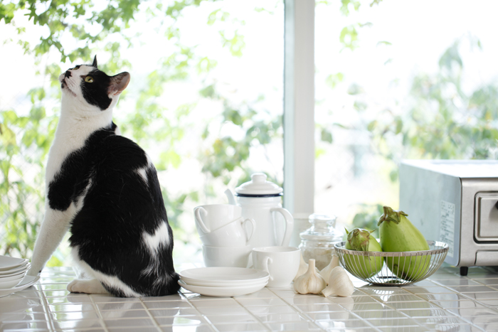 La casa perfetta per il gatto