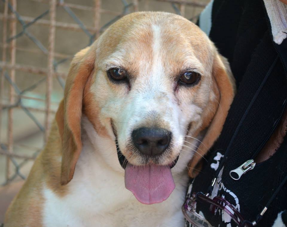 Adozione cane: Ciro, Beagle di 9 anni