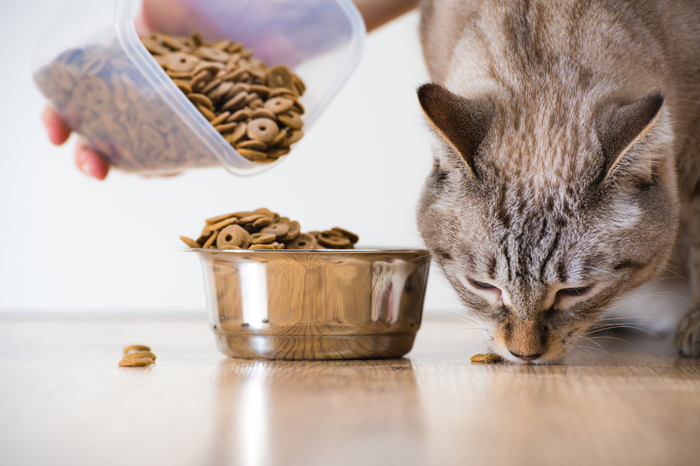 Aiutare il gatto a cambiare dieta