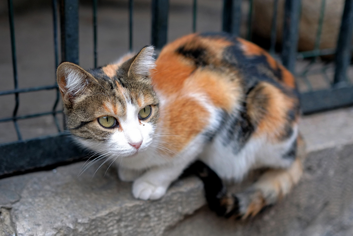 Fenomeno dei gatti abbandonati a Milano