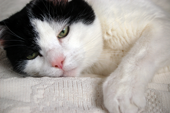 Cosa fare se un gatto anziano perde l'appetito?