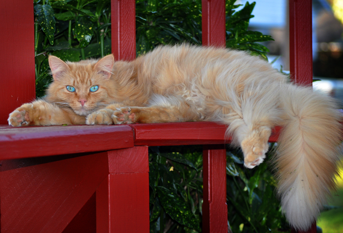 Gatto rosso a pelo lungo