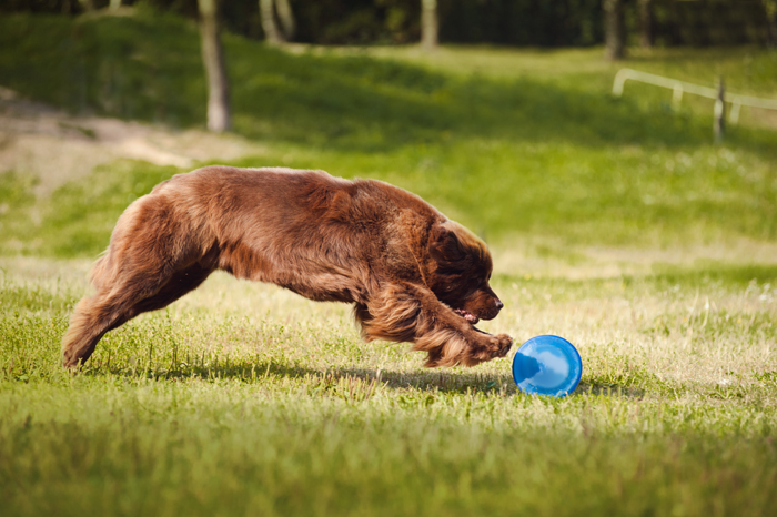 Giocare con il tuo cane: dall’agility alla ricerca olfattiva