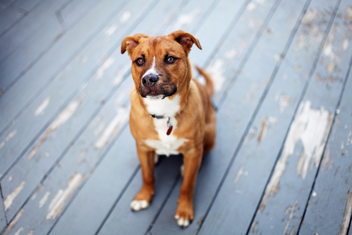 Come insegnare i comandi base al nostro cane