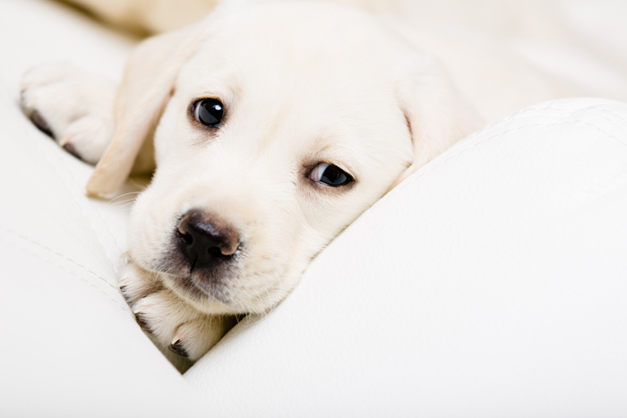 Cucciolo di labrador