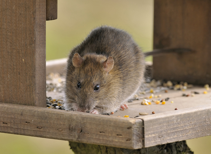 Il ratto è un ottimo animale da compagnia