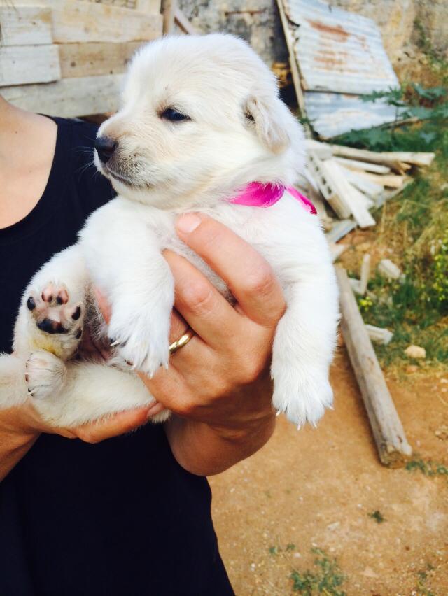 Adozione cane: mamma e 8 cuccioli in cerca di famiglia