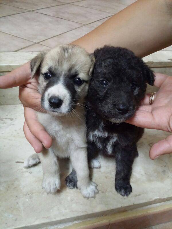 Adozione cane: due cuccioli a Marsala (TP)