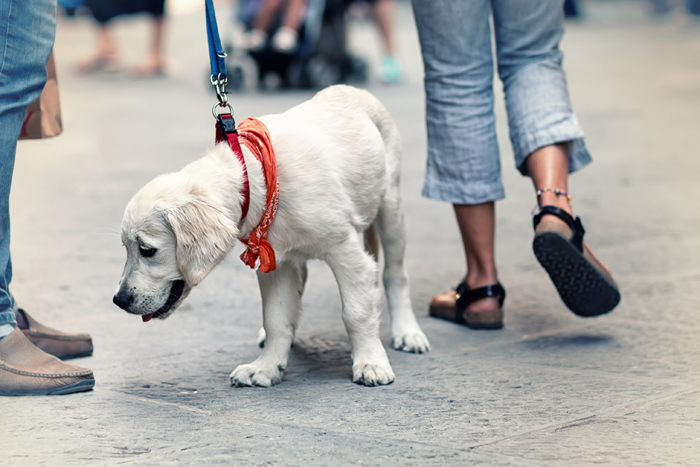 Cane a passeggio in città: come prepararlo