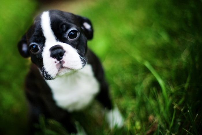 Cucciolo di boston terrier