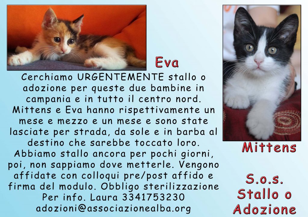 Adozione gatto: cucciole cercano adozione