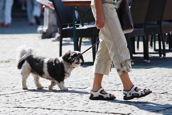 Regole cani in condominio