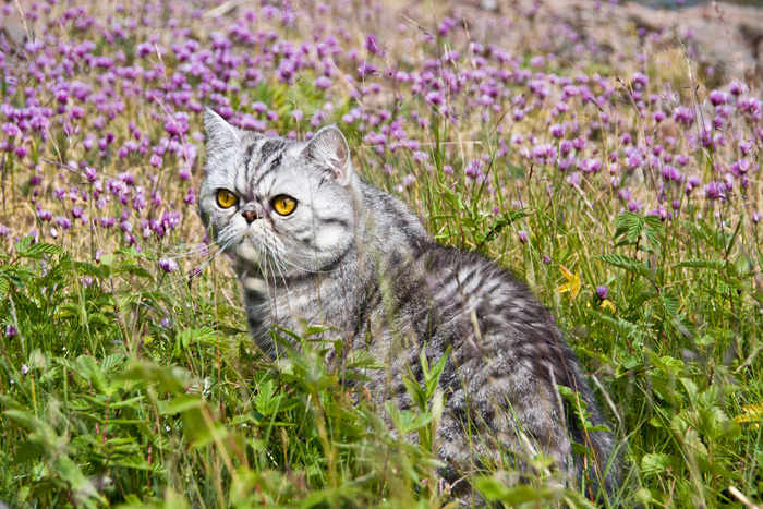 Exotic Shorthair