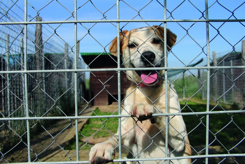 Adozione cane: Tin Tin