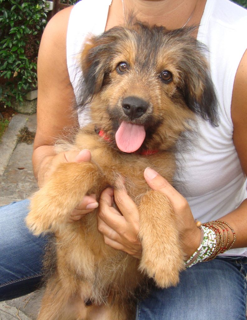 Adozione cane: spinoncino 4 mesi