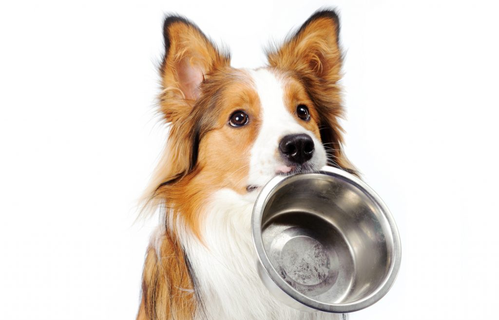 Alimentazioni cani