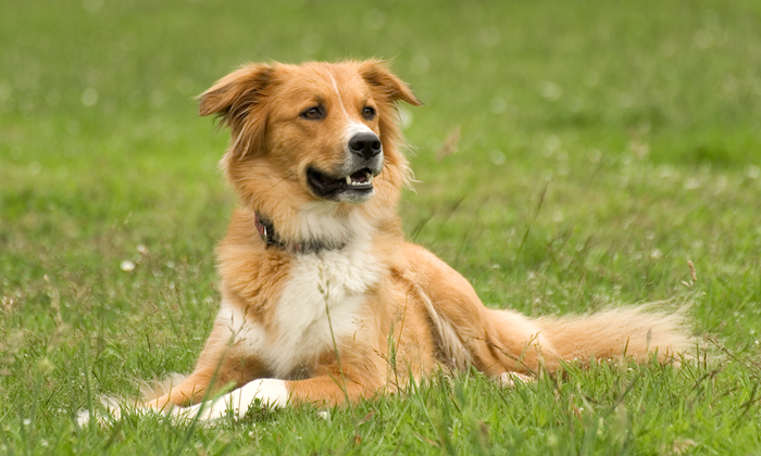 Cagnolina meticcia