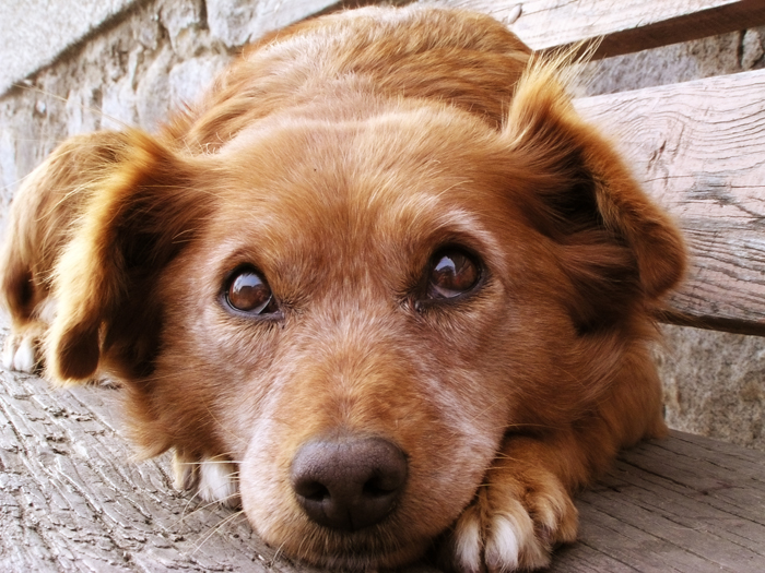 Cagnolina spaventata che non riesce a socializzare